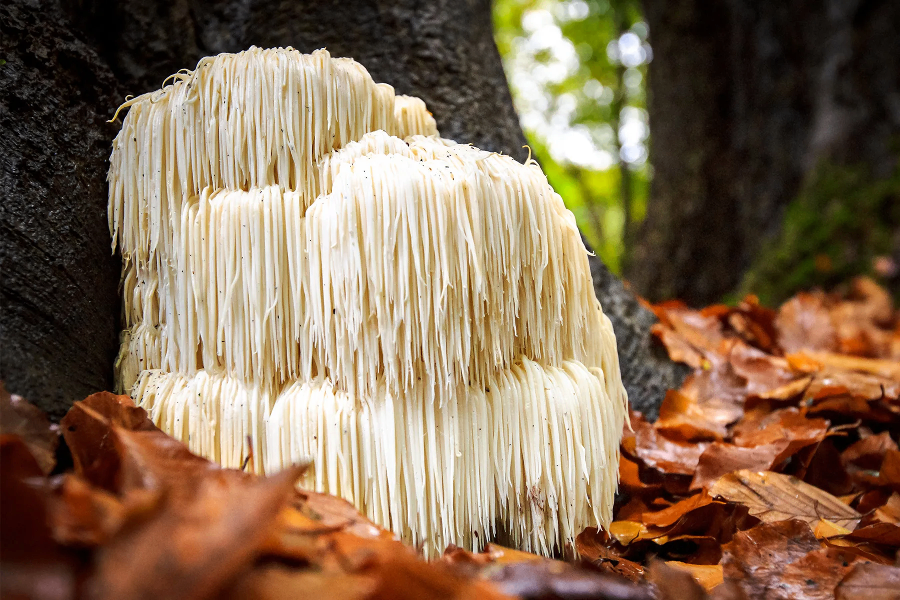 Lion's Mane Mushroom Extract