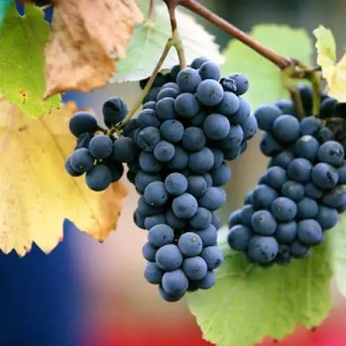 Resveratrol