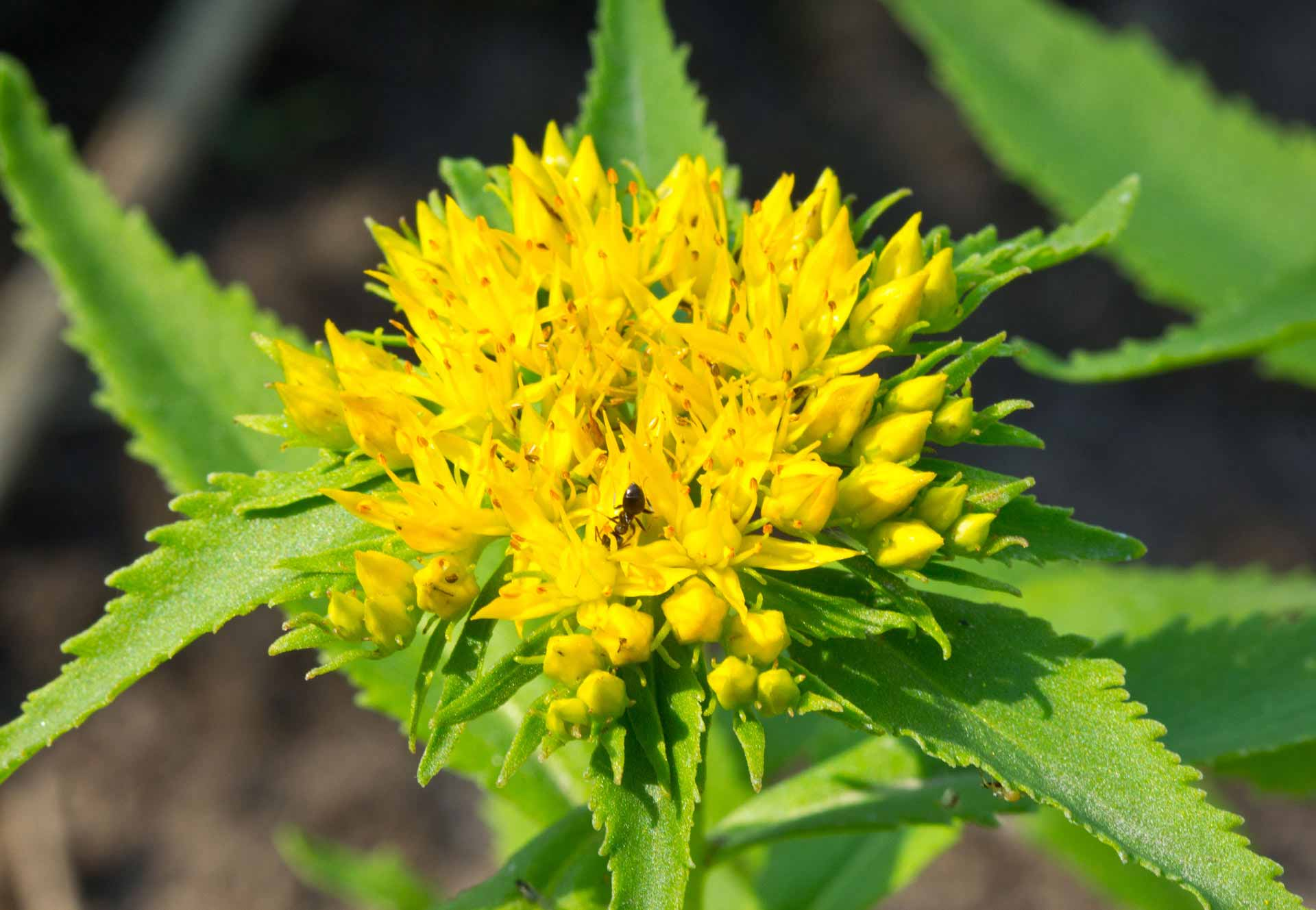 Rhodiola Rosea